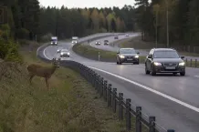 Redaktionell illustration till Rådjur vid E18 mellan Åsen och Draget