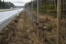 Redaktionell illustration till Rådjur innanför viltstängsel vid E20 norr om Jung